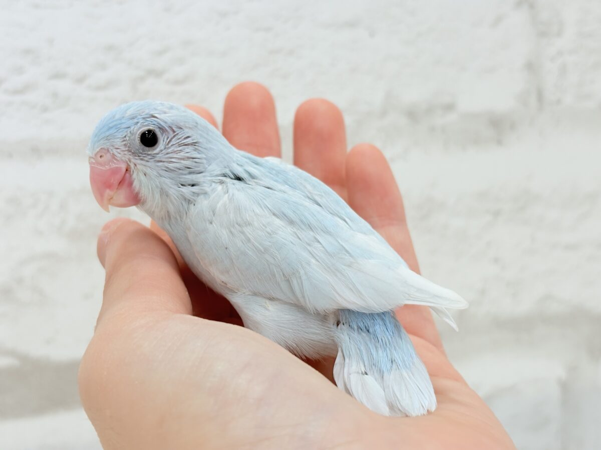 説明画像です