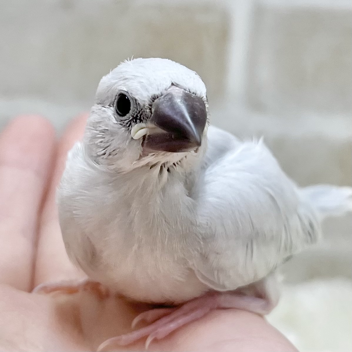 キリッとシルバー😎✨✨　シルバー文鳥