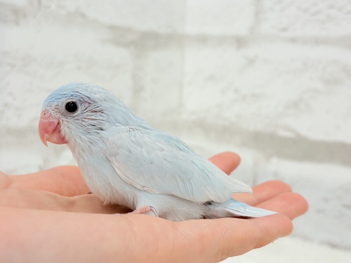マメルリハ