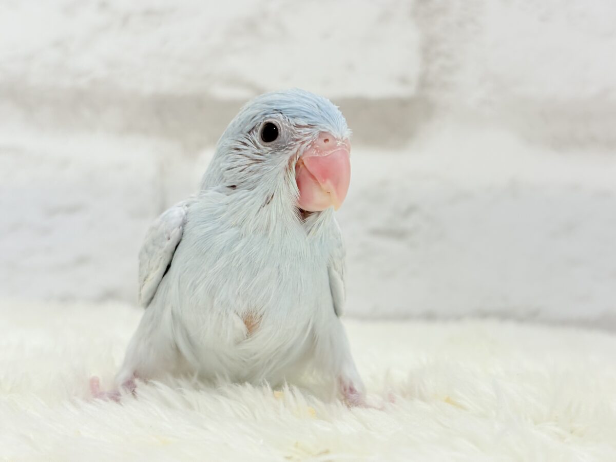 説明画像です
