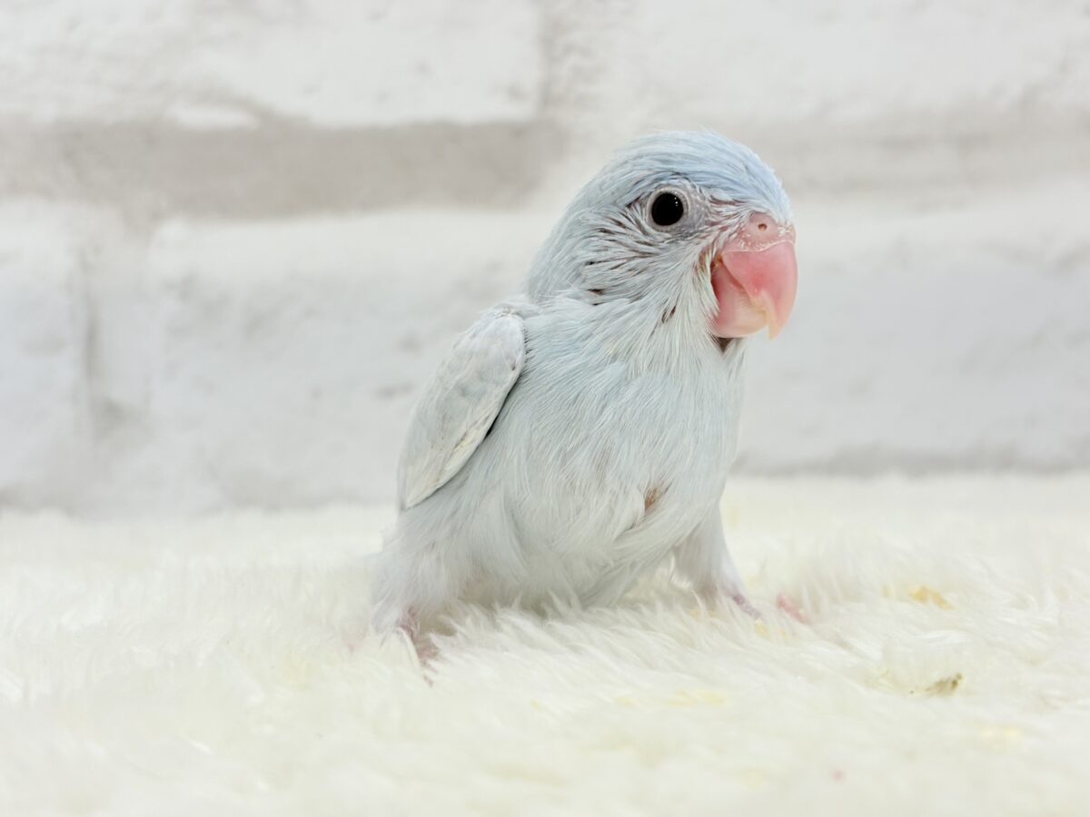 マメルリハ