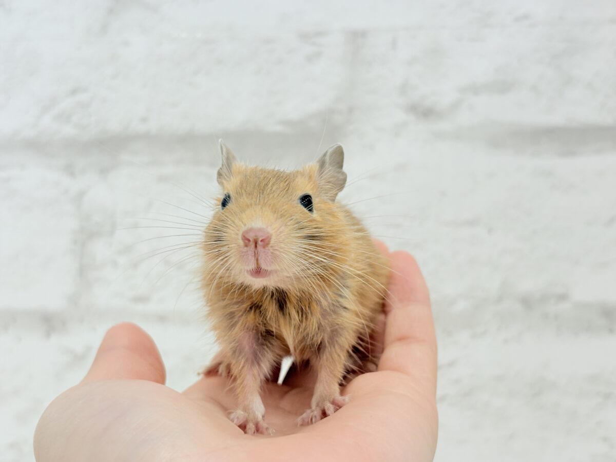 デグー