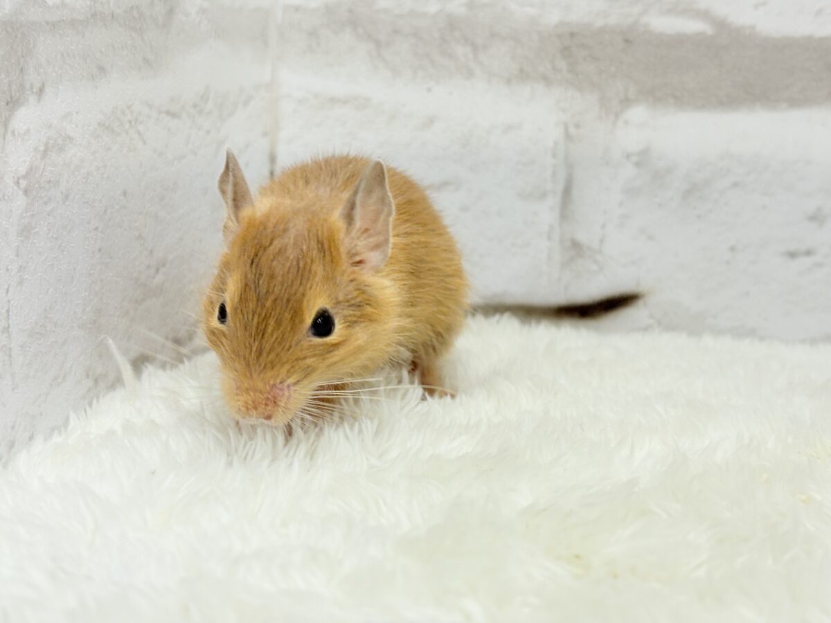 デグー