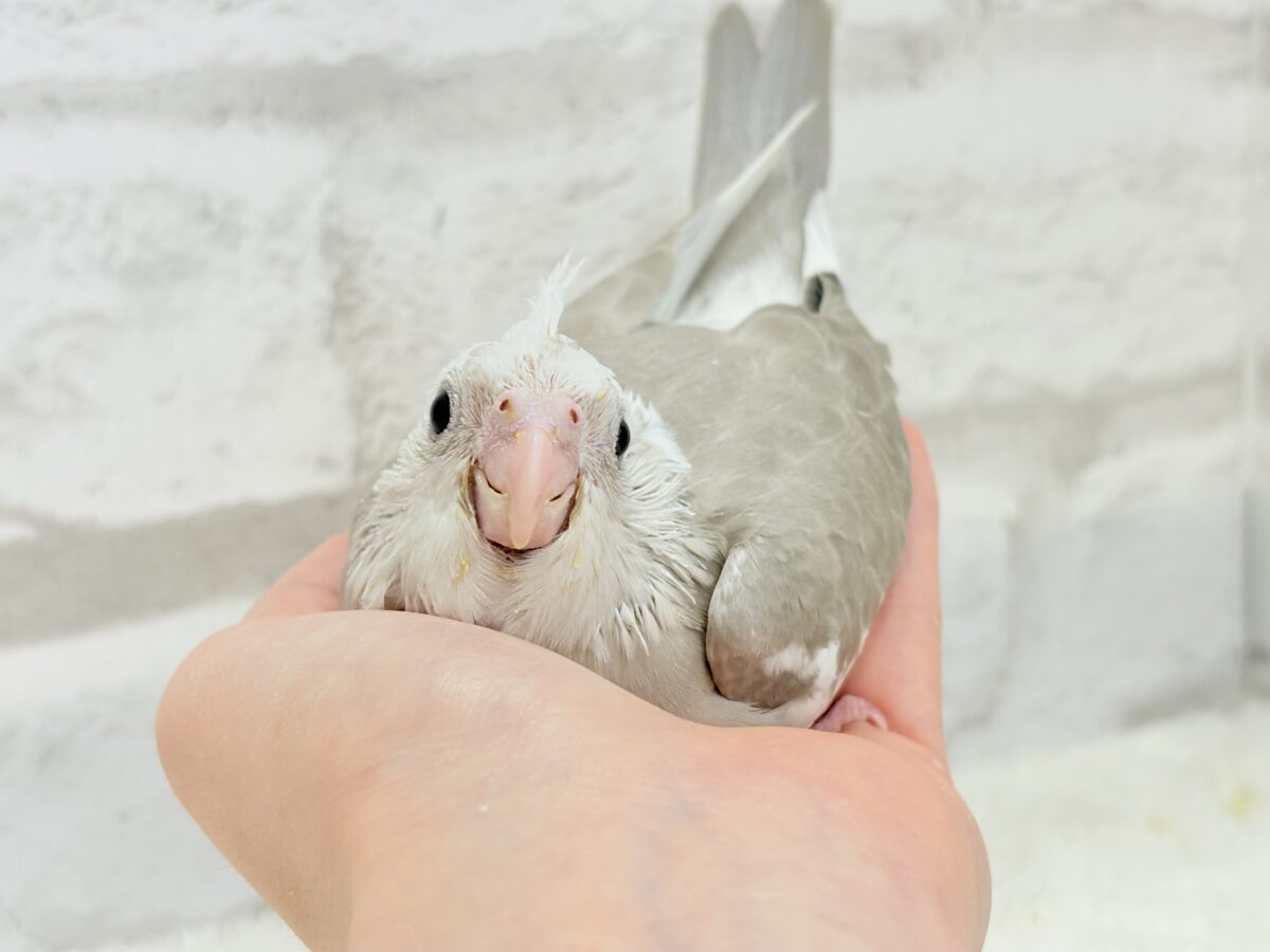 優しいお顔とふんわりカラー🐣🧁🩶オカメインコ(WFシナモンパイド) ヒナ オカメインコ