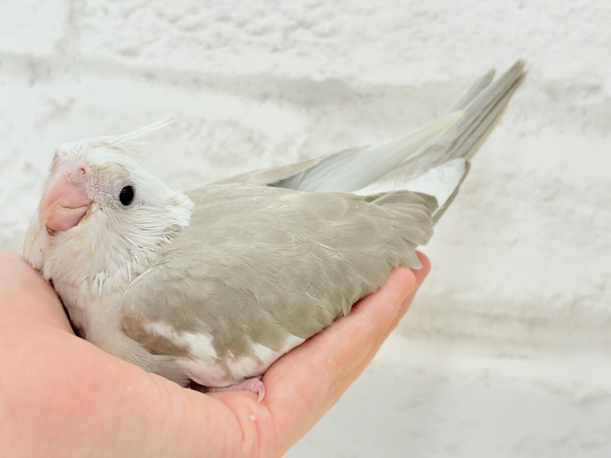 優しいお顔とふんわりカラー🐣🧁🩶オカメインコ(WFシナモンパイド) ヒナ オカメインコ