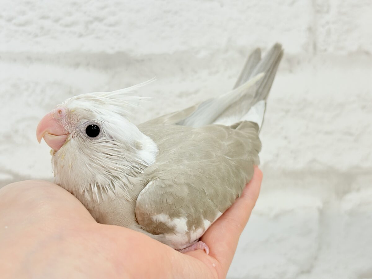 オカメインコ