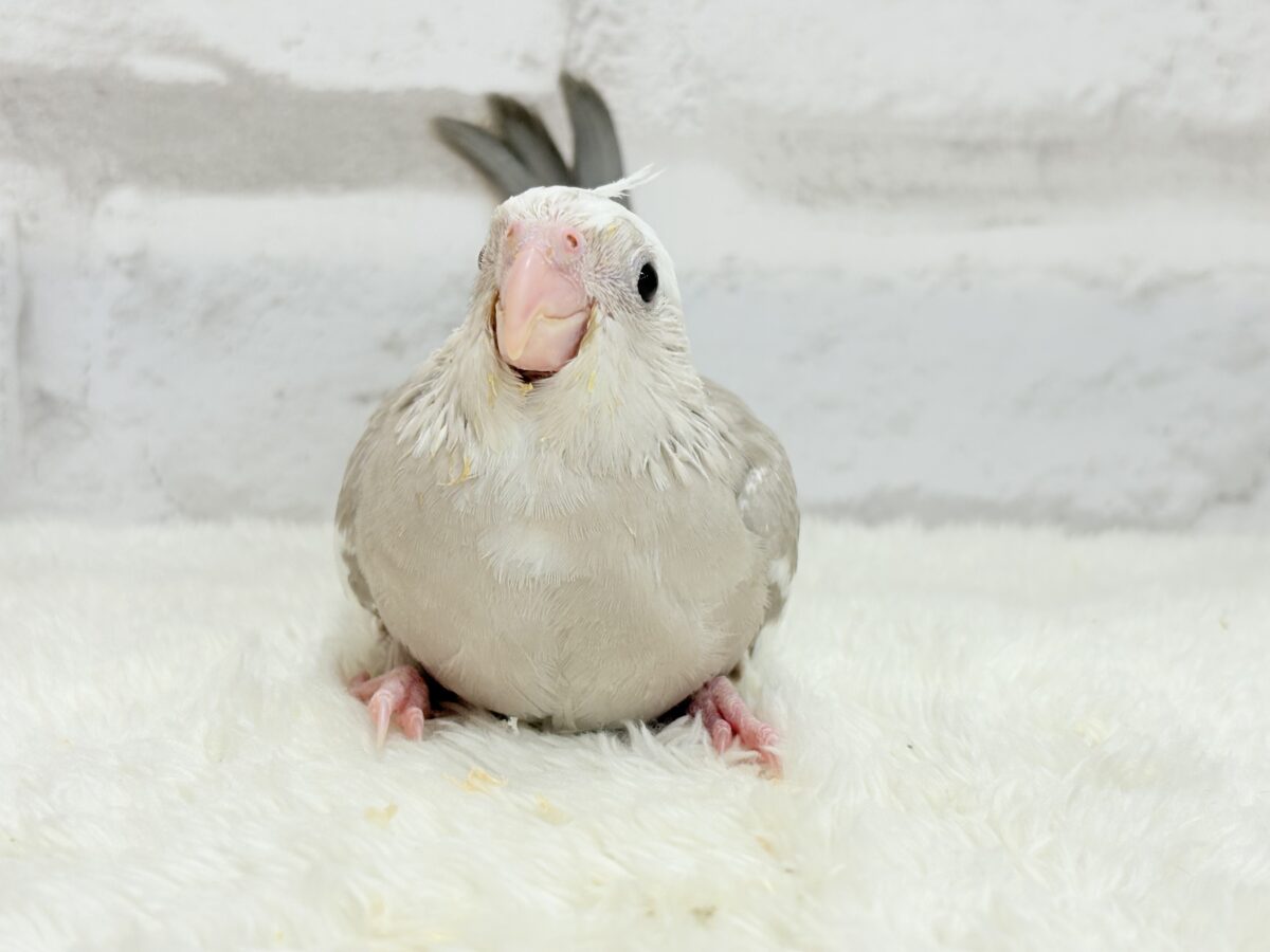 優しいお顔とふんわりカラー🐣🧁🩶オカメインコ(WFシナモンパイド) ヒナ オカメインコ