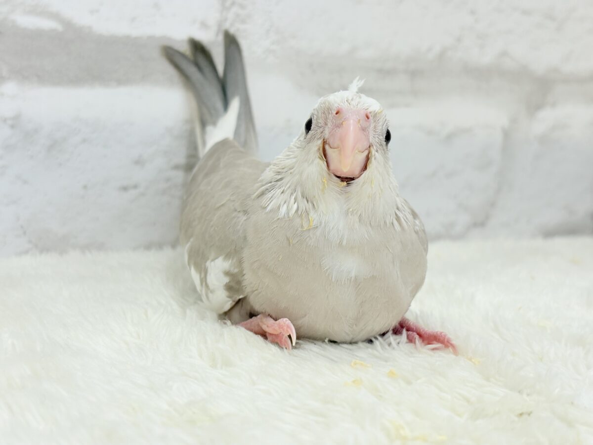 優しいお顔とふんわりカラー🐣🧁🩶オカメインコ(WFシナモンパイド) ヒナ オカメインコ