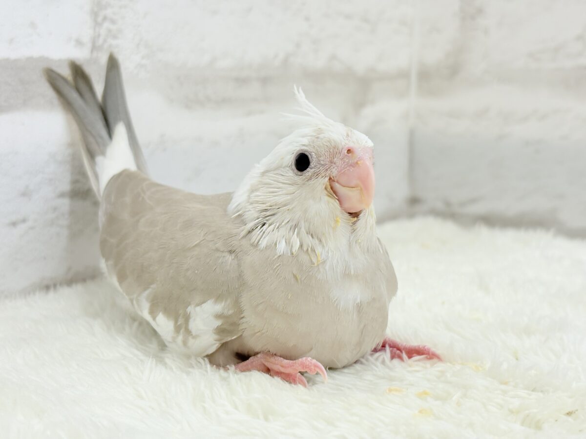 オカメインコ