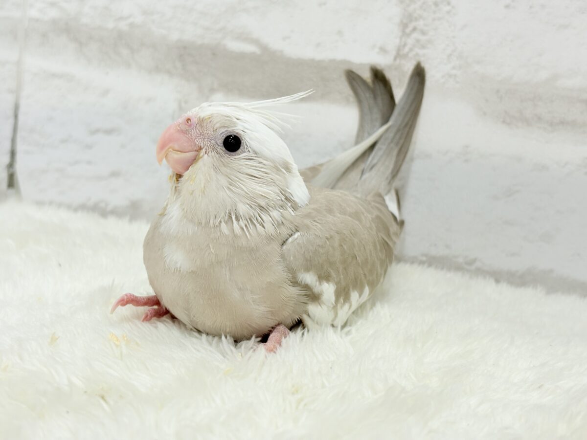 優しいお顔とふんわりカラー🐣🧁🩶オカメインコ(WFシナモンパイド) ヒナ オカメインコ