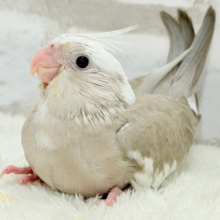 優しいお顔とふんわりカラー🐣🧁🩶オカメインコ(WFシナモンパイド) ヒナ