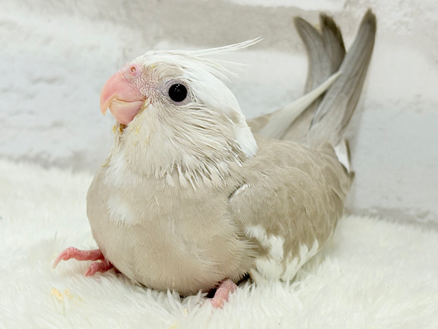 優しいお顔とふんわりカラー🐣🧁🩶オカメインコ(WFシナモンパイド) ヒナ 優しいお顔とふんわりカラー🐣🧁🩶オカメインコ(WFシナモンパイド) ヒナ