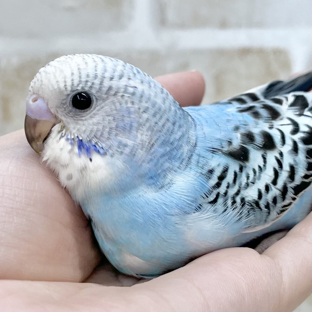 澄んだ青い空〜🩵✨☁️ セキセイインコ（オパーリン）