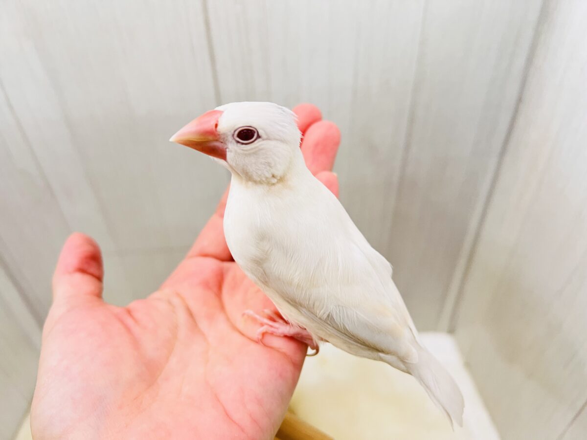 シルバーイノ文鳥