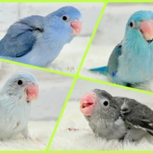 ‎📢꙳⟡リターンズ🪄まだまだちびっ子沼にハマれるチャンス🐥✨