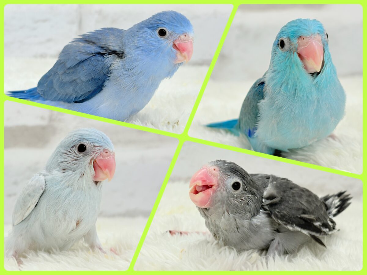 ‎📢꙳⟡リターンズ🪄まだまだちびっ子沼にハマれるチャンス🐥✨