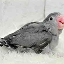 【最新画像更新🪄】羽がツクツク𖤣𖥧𖥣トンガリマメちゃん🐣🩶マメルリハ(モーブ) ヒナ