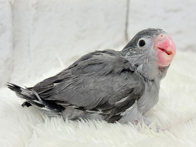 【最新画像更新🪄】羽がツクツク𖤣𖥧𖥣トンガリマメちゃん🐣🩶マメルリハ(モーブ) ヒナ
