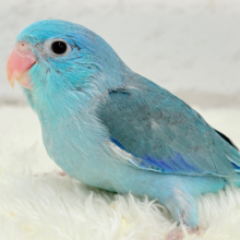 【最新画像更新🪄】美形怪獣に魅了されるゾ🐣💙マメルリハ(ブルー)男の子 ヒナ