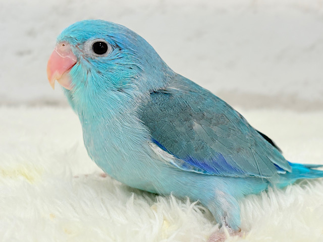 【最新画像更新🪄】美形怪獣に魅了されるゾ🐣💙マメルリハ(ブルー)男の子 ヒナ