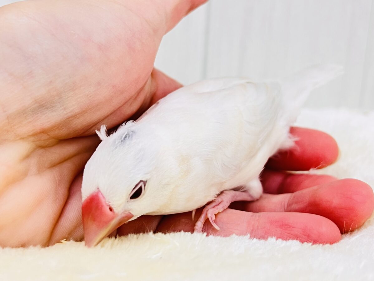 シルバーイノ文鳥