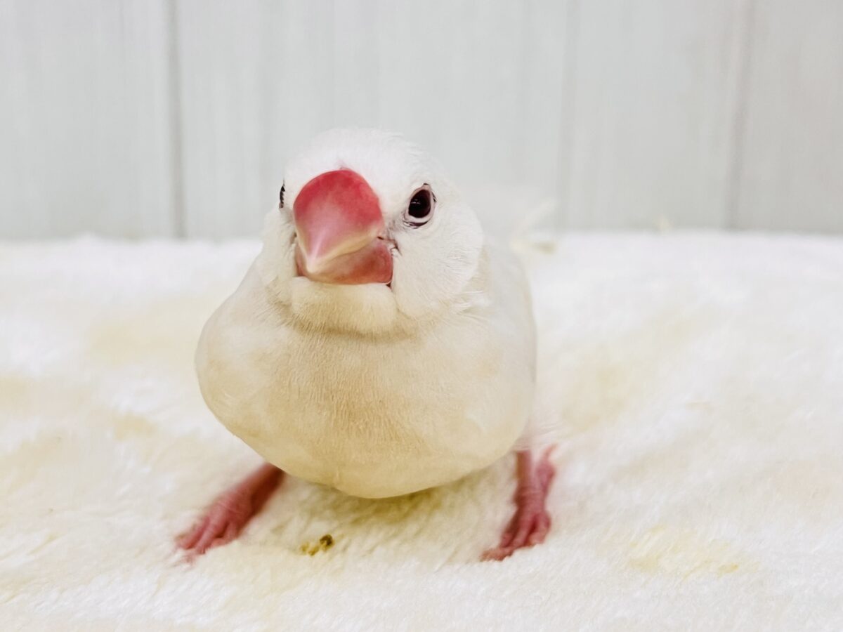シルバーイノ文鳥