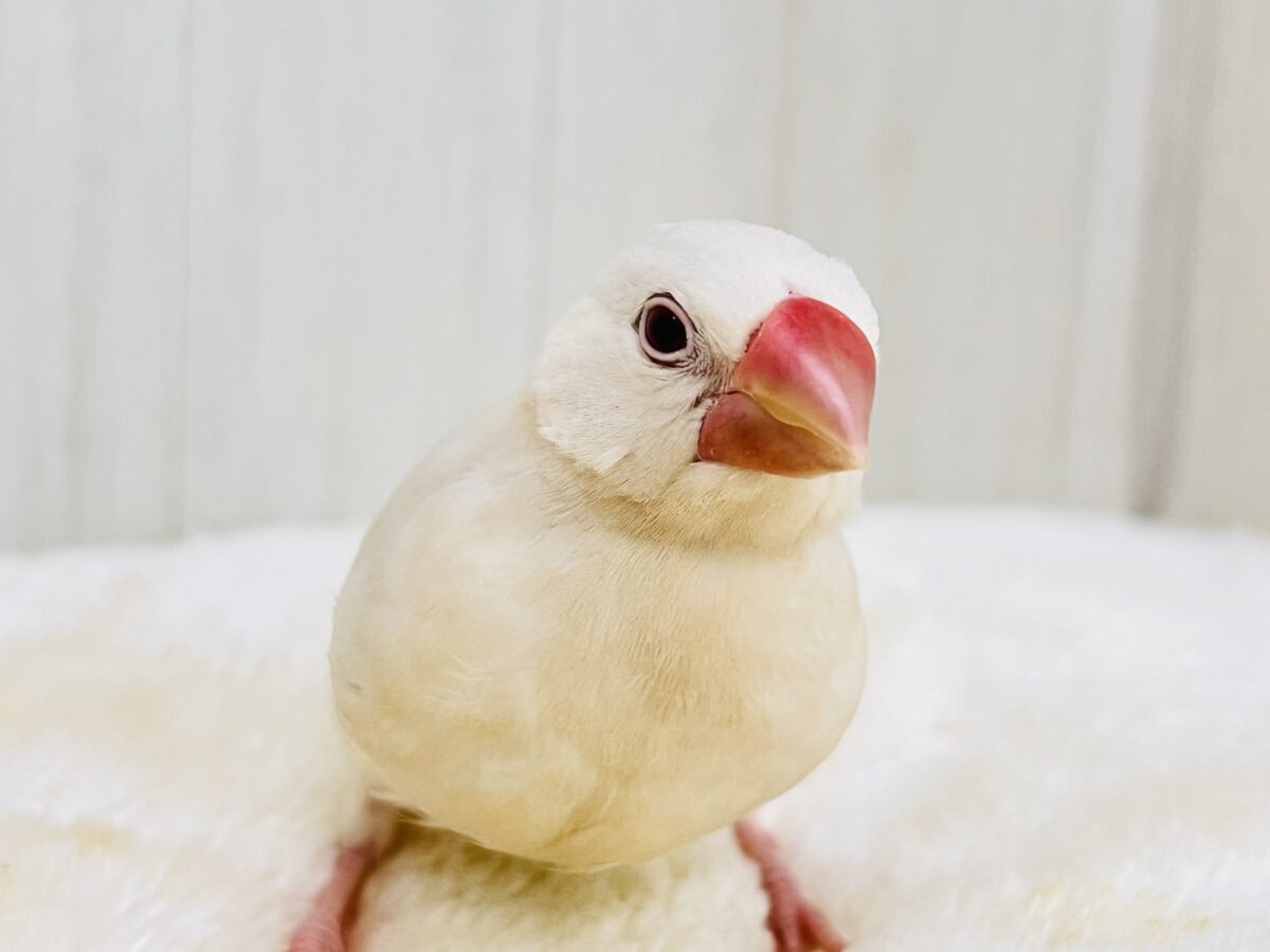 薄い銀色カラー✨🩶珍しいシルバーイノ文鳥の雛が入舎しました！