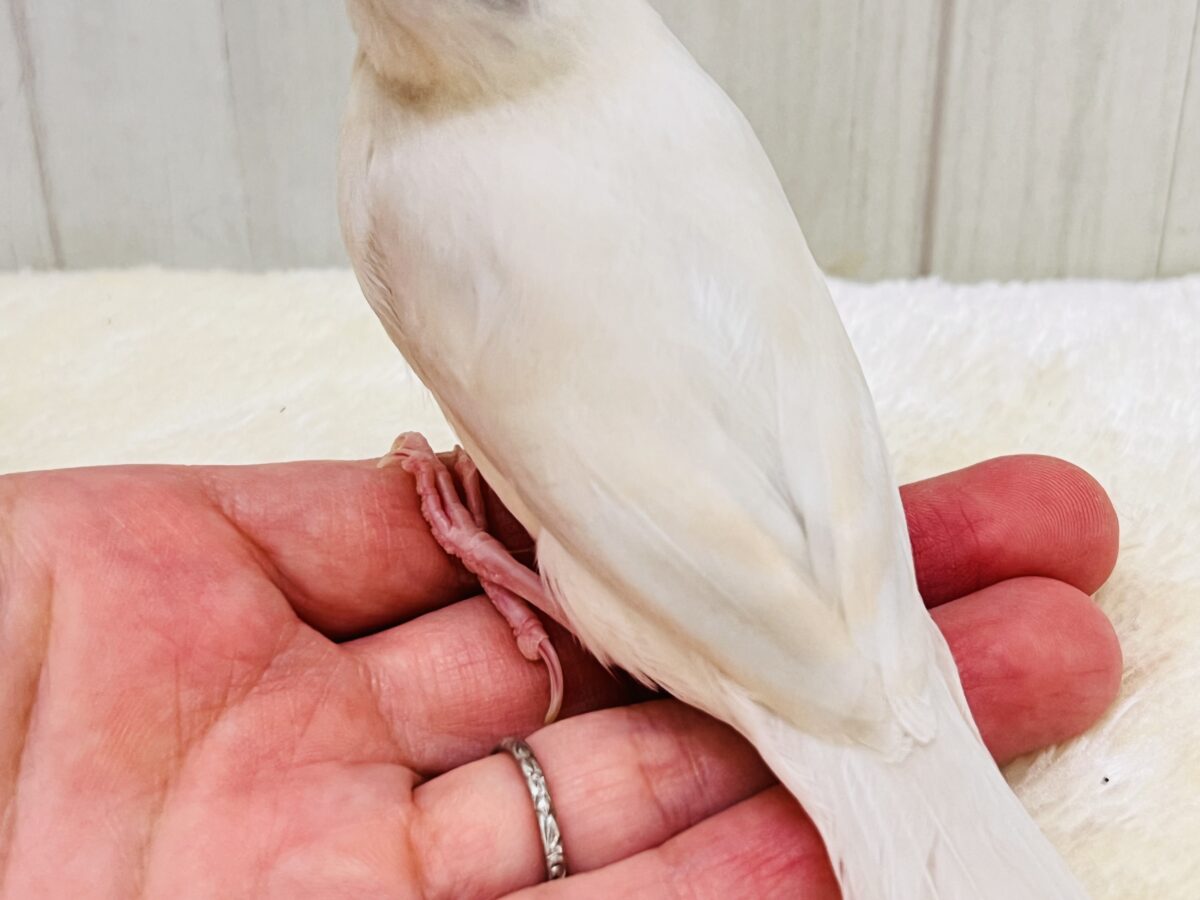 シルバーイノ文鳥