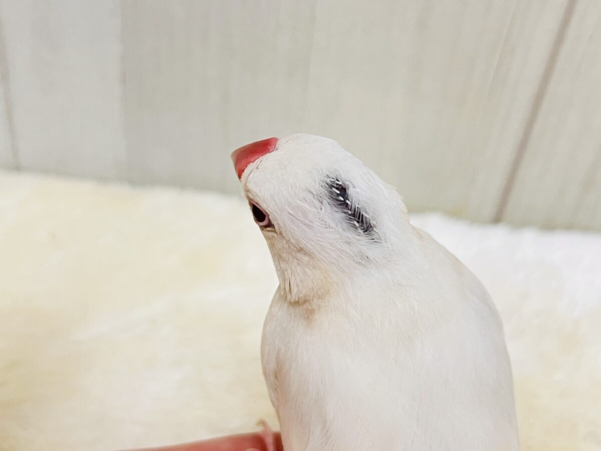 シルバーイノ文鳥