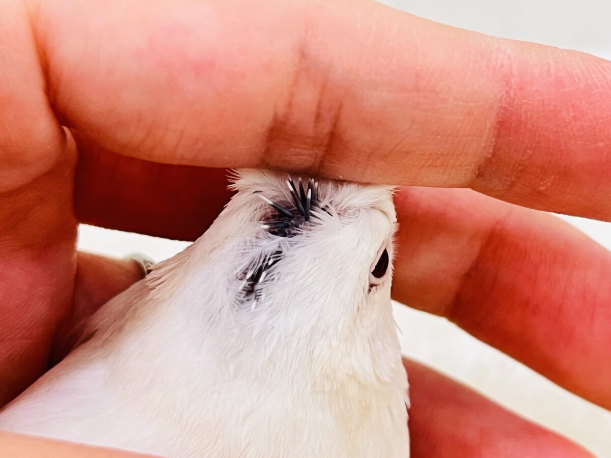 シルバーイノ文鳥