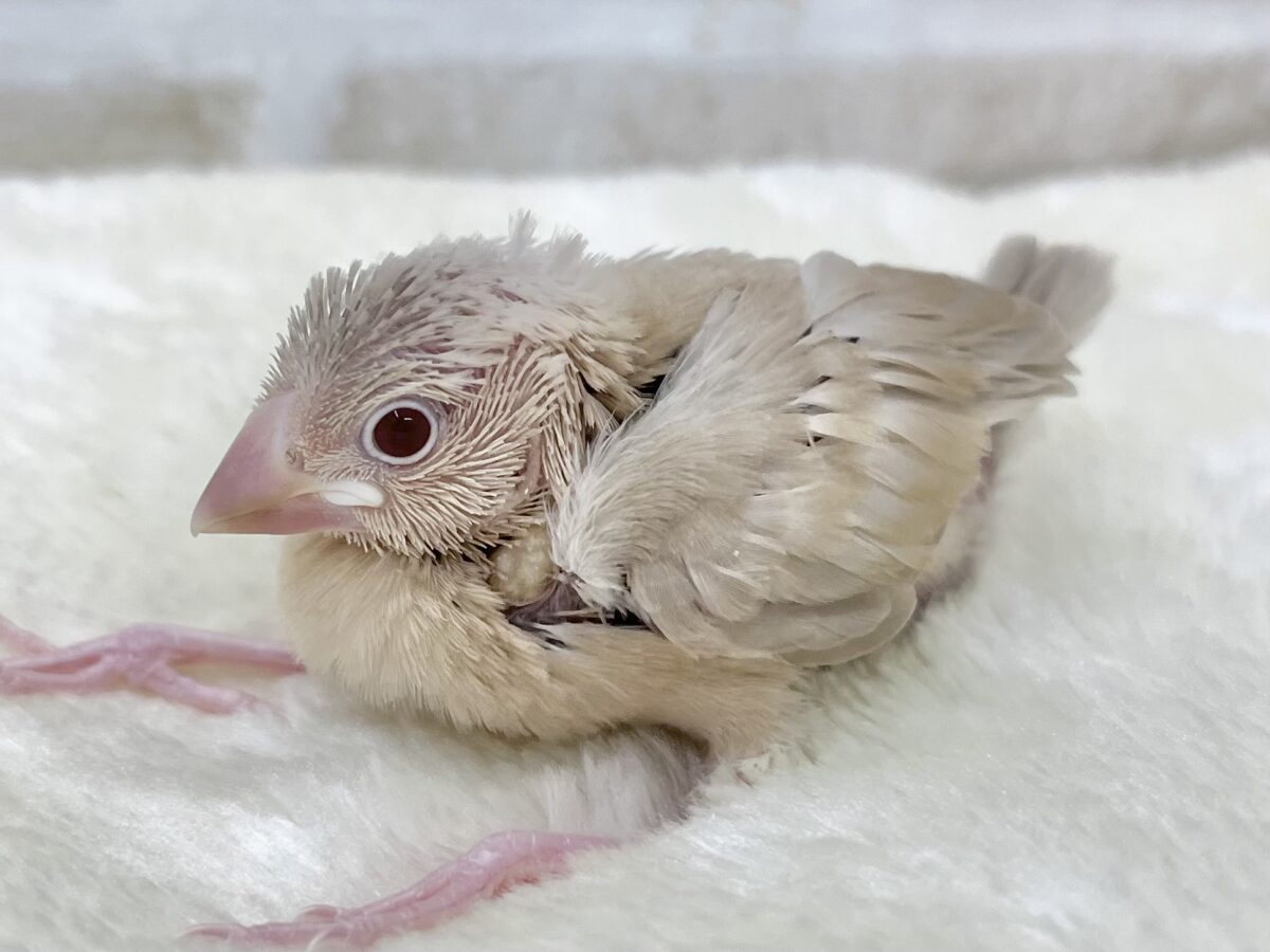 シナモン文鳥
