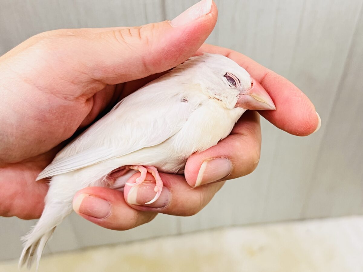 シルバーイノ文鳥