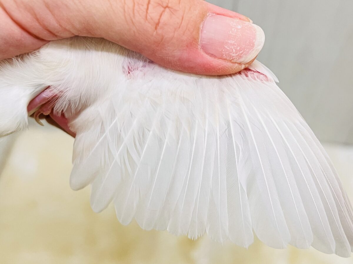 シルバーイノ文鳥