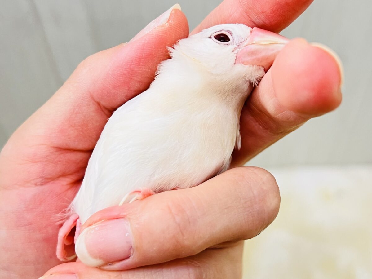シルバーイノ文鳥