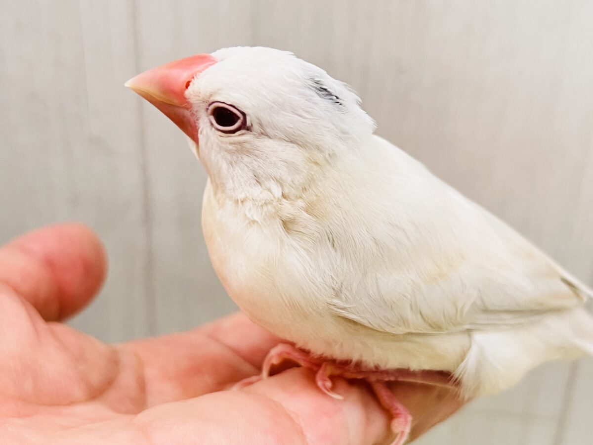 シルバーイノ文鳥