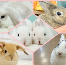 もふもふっと🐰💭うさうさフェア〜🌿🫧