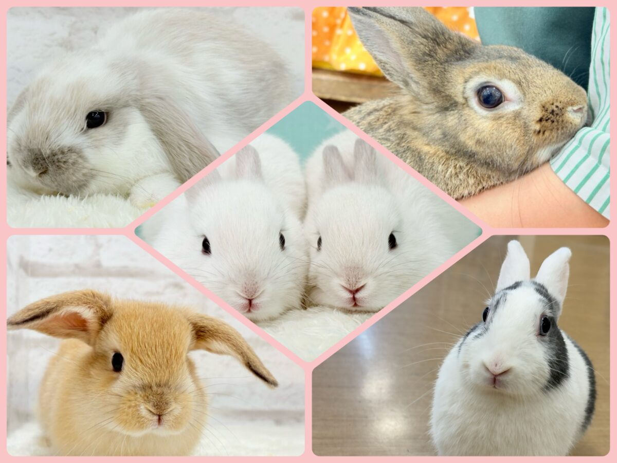 もふもふっと🐰💭うさうさフェア〜🌿🫧