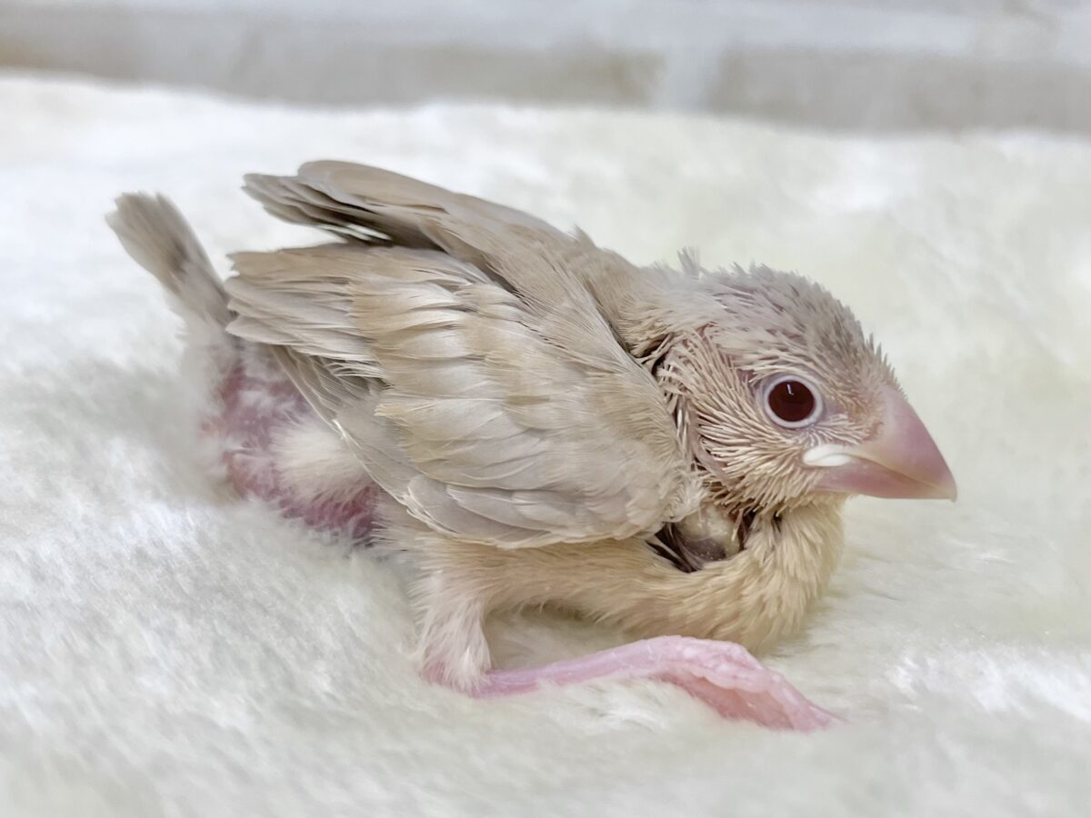 シナモン文鳥