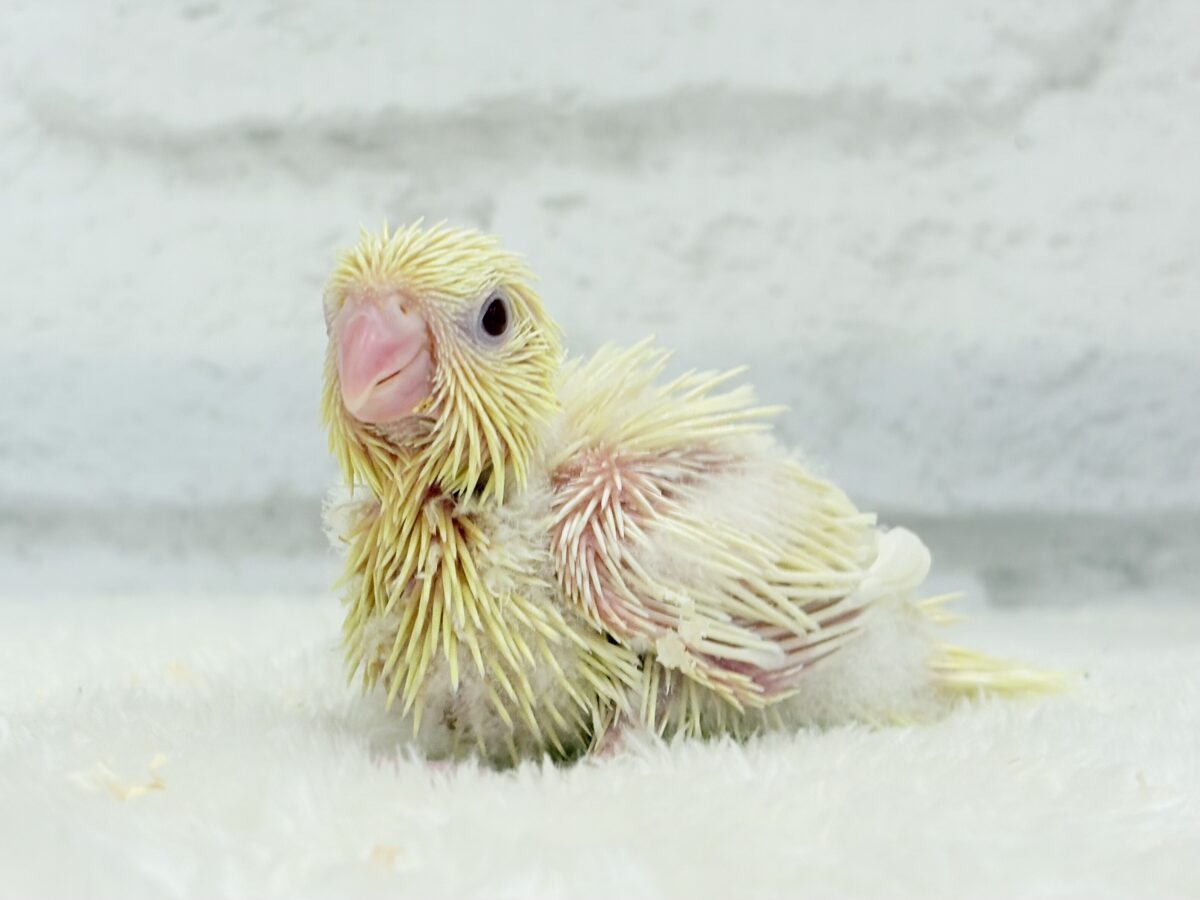 ふんわり柔らかクリーミー🐣🧁サザナミインコ(クリームイノ) ヒナ サザナミインコ