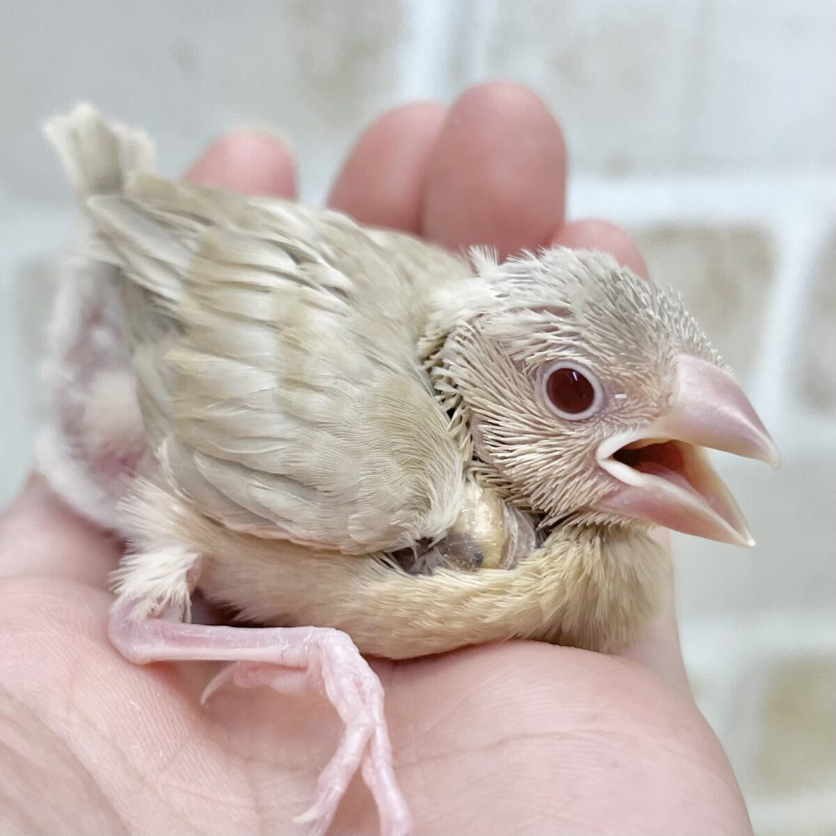 ほこほこシナモン☺️☕️✨　シナモン文鳥
