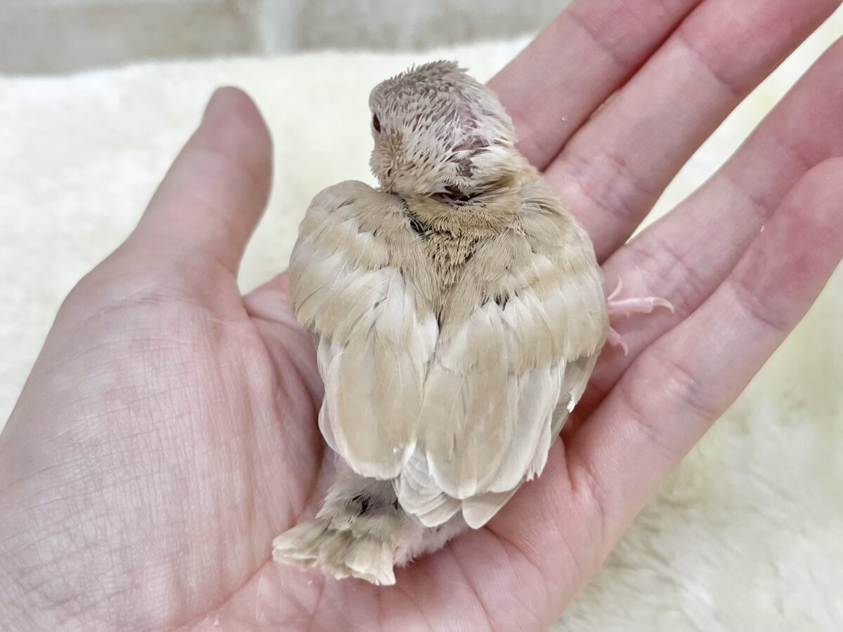 シナモン文鳥