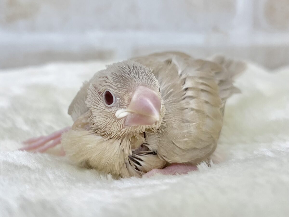シナモン文鳥