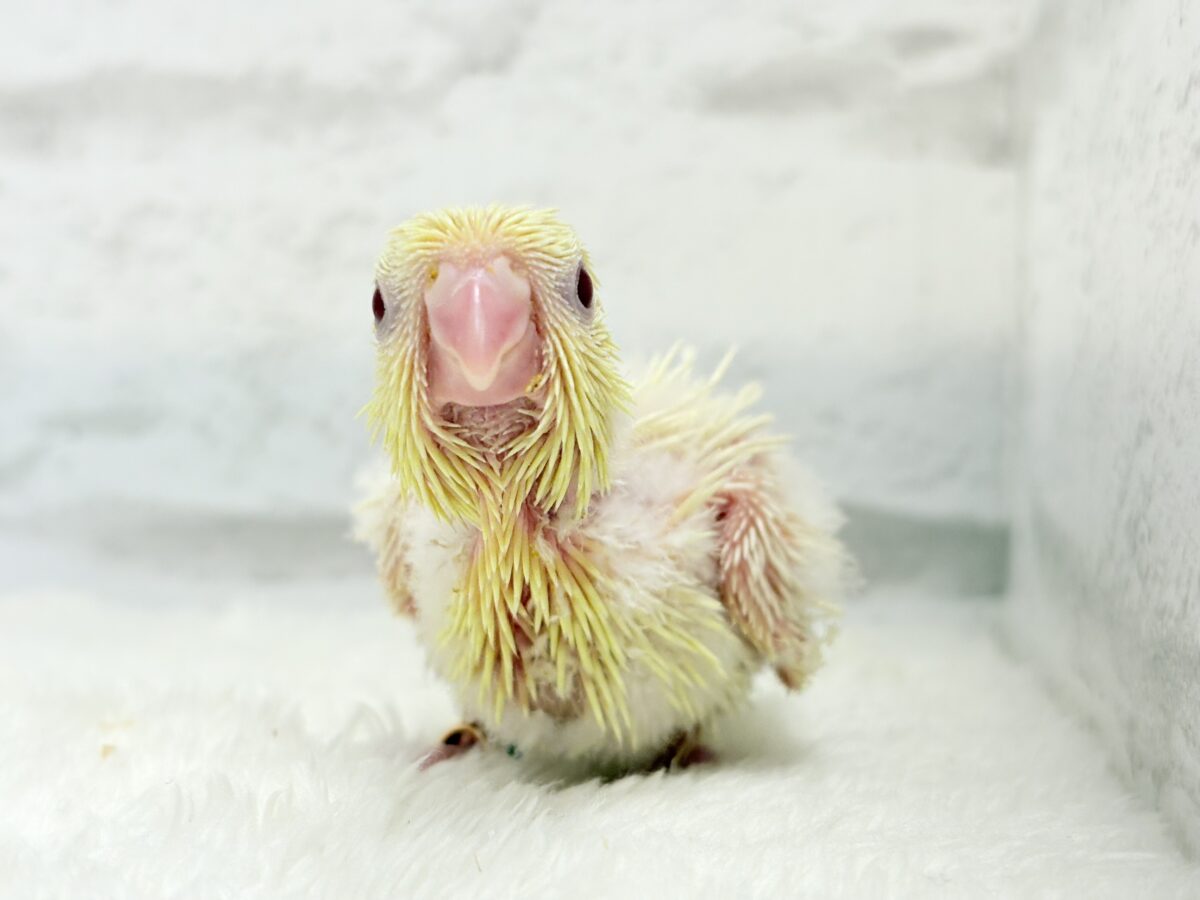 ふんわり柔らかクリーミー🐣🧁サザナミインコ(クリームイノ) ヒナ サザナミインコ