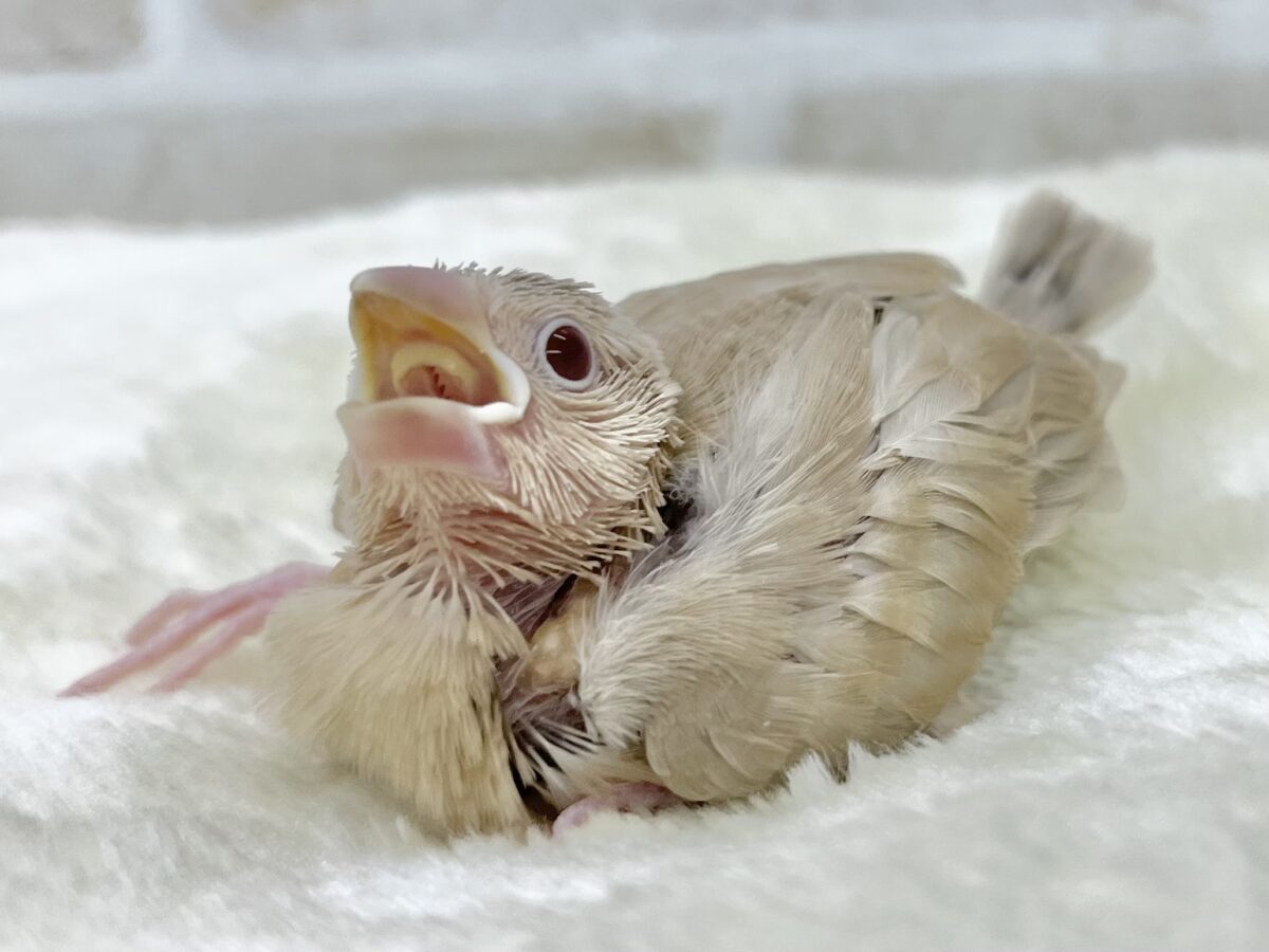 シナモン文鳥