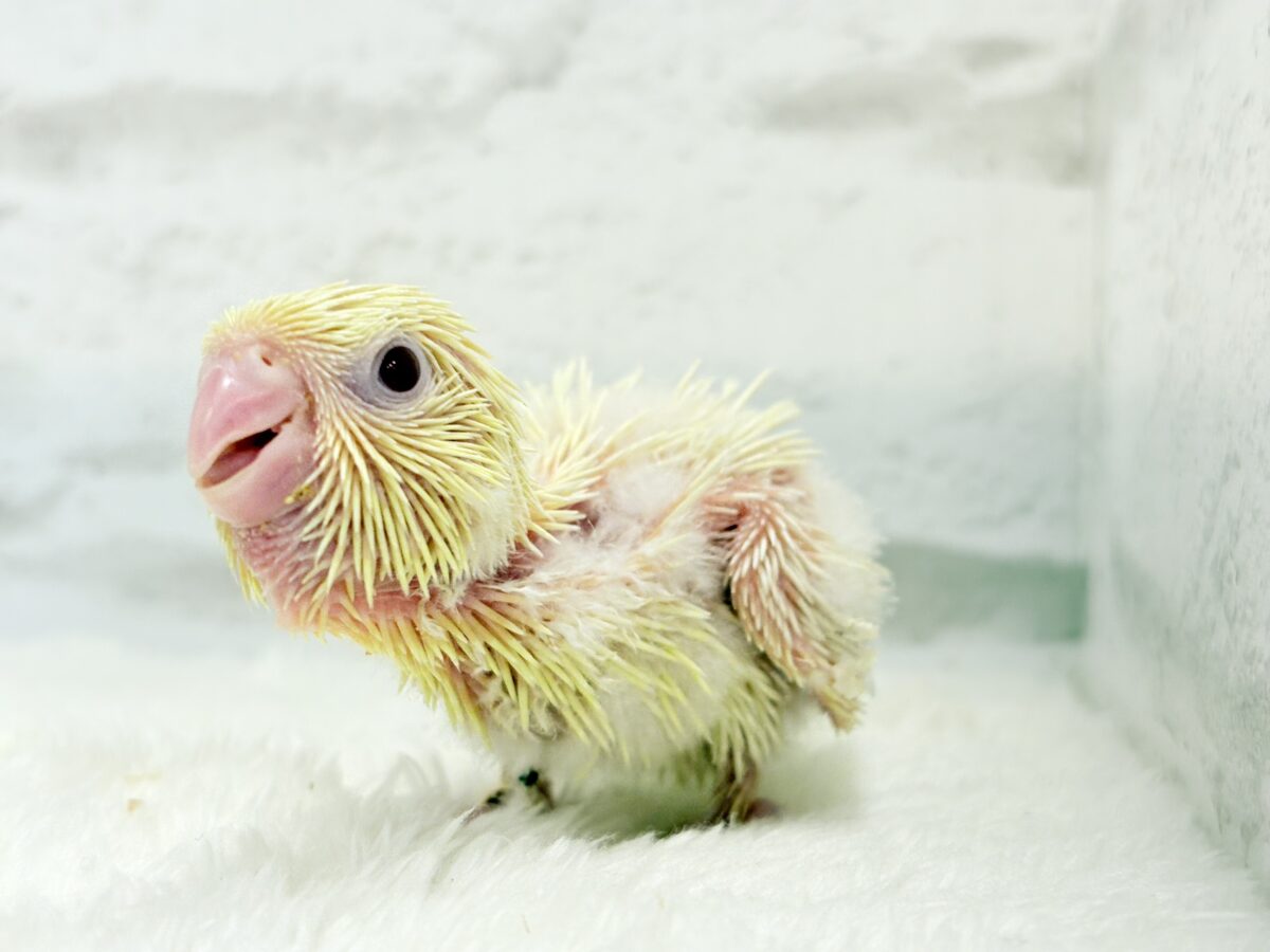 ふんわり柔らかクリーミー🐣🧁サザナミインコ(クリームイノ) ヒナ サザナミインコ