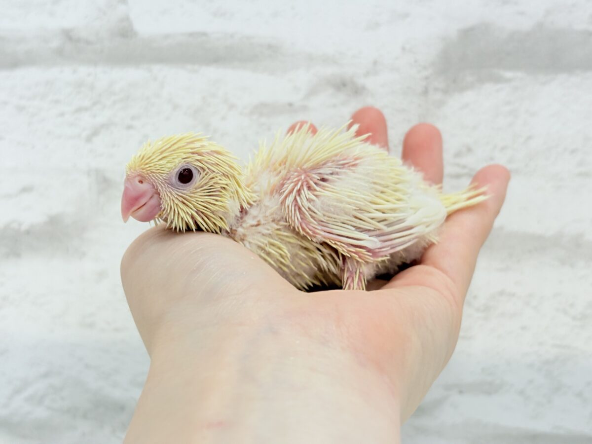 サザナミインコ