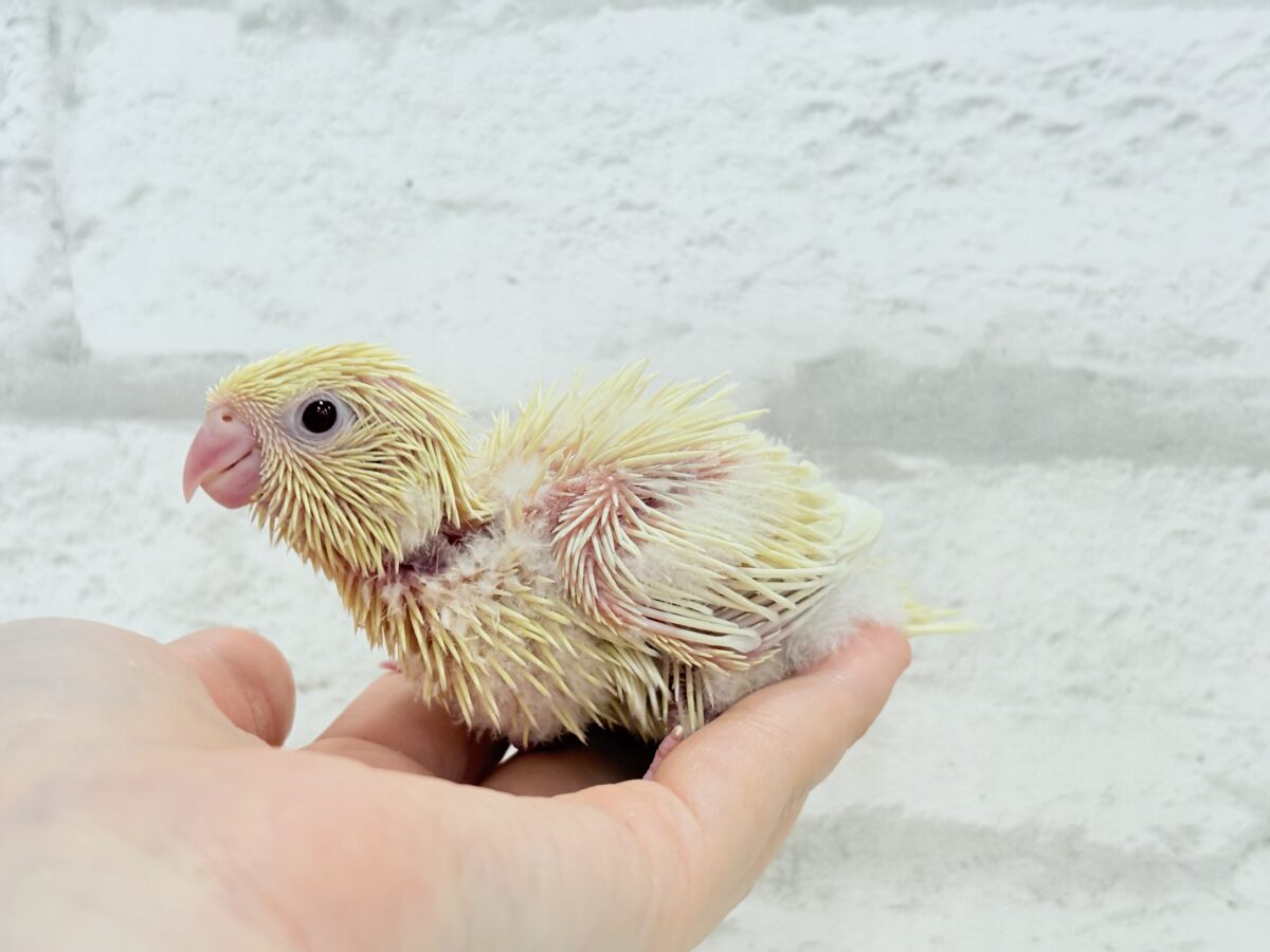 サザナミインコ