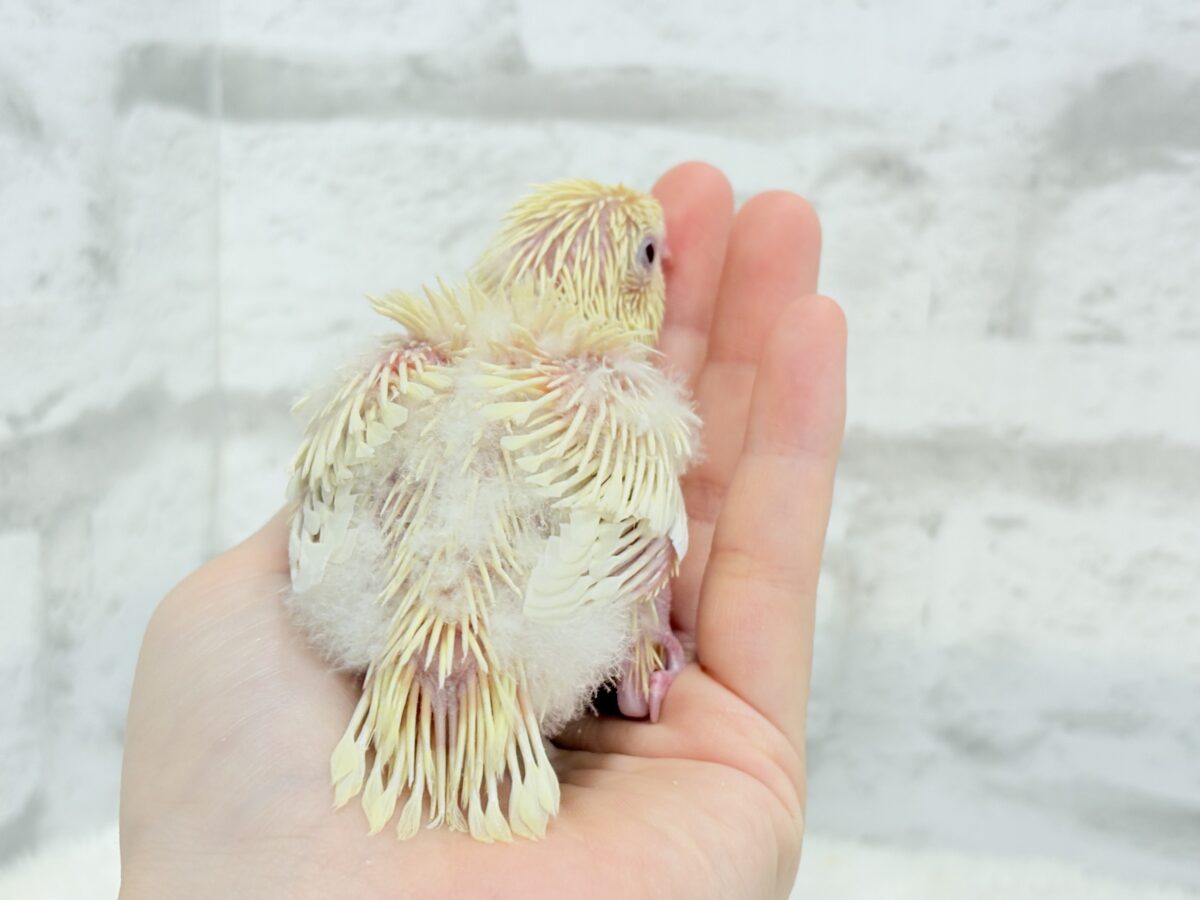 サザナミインコ