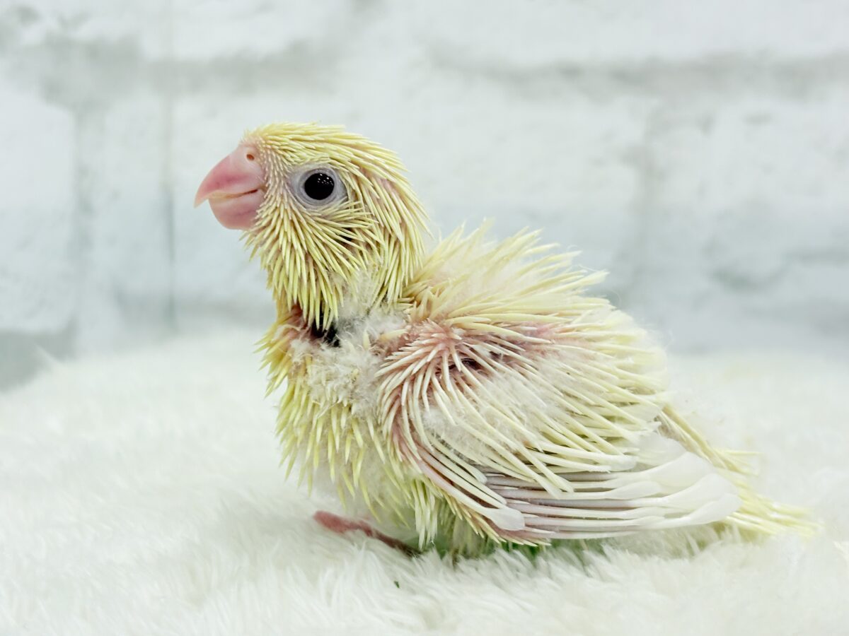 ふんわり柔らかクリーミー🐣🧁サザナミインコ(クリームイノ) ヒナ サザナミインコ