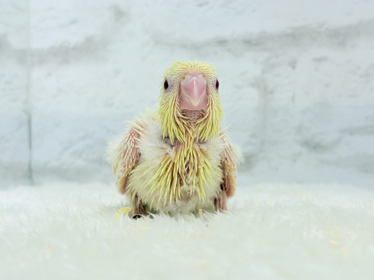 サザナミインコ